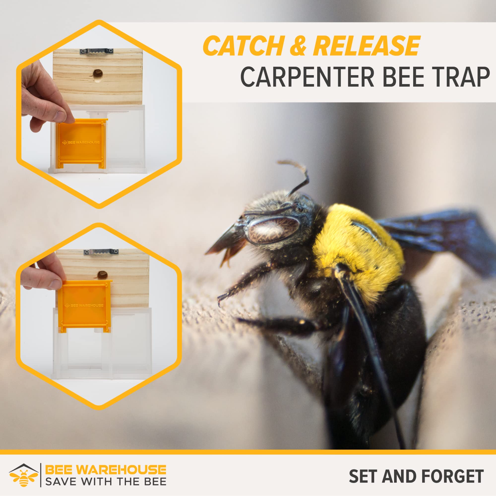 Amazon.com : Bee Warehouse - Carpenter Bee Trap - Wood Boring Bee